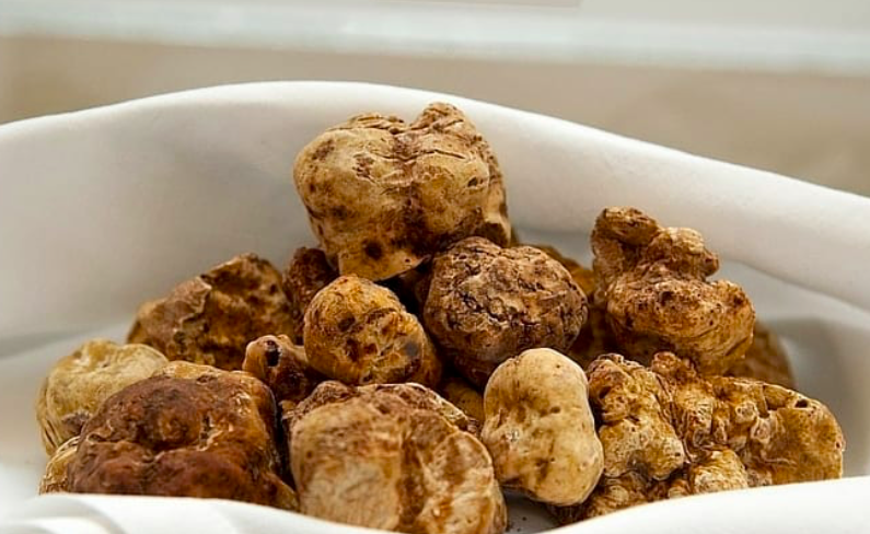 Luxury Albania: The Albanian Truffle Industry