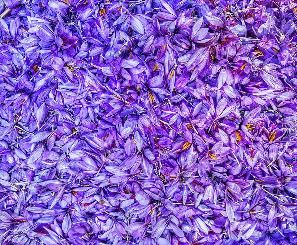 Saffron farming in Berat