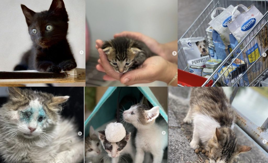 The Trials and Tribulations of Opening Albania?s First Cat Shelter 